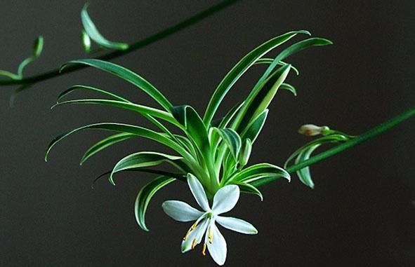  「牡丹」这15种自带“好运”的花，素来招人爱惜，别样雅称更是吸引人