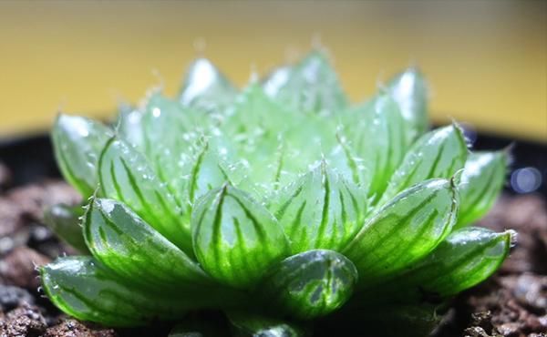  『品种』水灵灵的多肉植物-玉露的品种和图片欣赏
