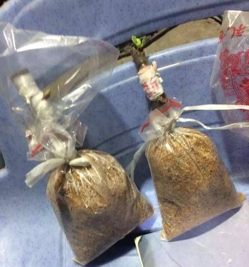  [土壤]扦插花卉不用土壤，用上此“材料”，10天生根发芽，白根往外冒