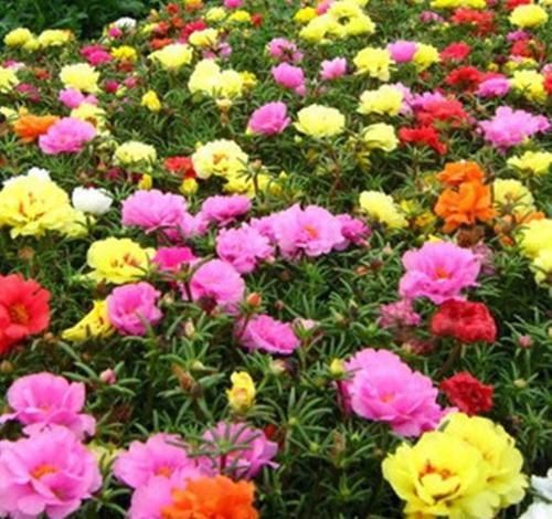 #喜欢#喜欢养护花卉,在春季就可以养护容易开花爆盆的花卉,美艳招人爱