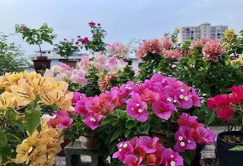  『三角梅』养三角梅不开花，满足它2个“要求”，一年开三四次没问题