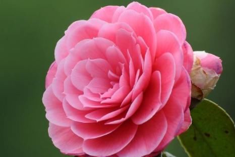  『家养』家养此款花，全年开花不断，堪称“开花机器”，花开枝繁叶茂