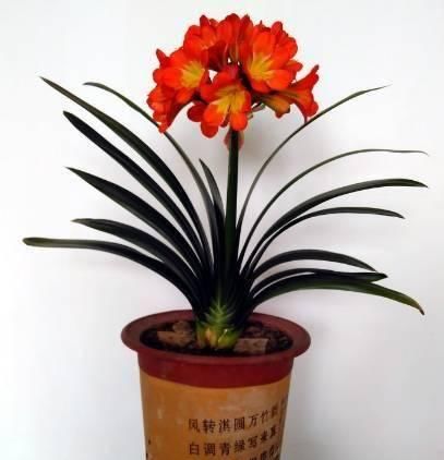  『温度』跟小妹这样做，君子兰年年开花不夹箭