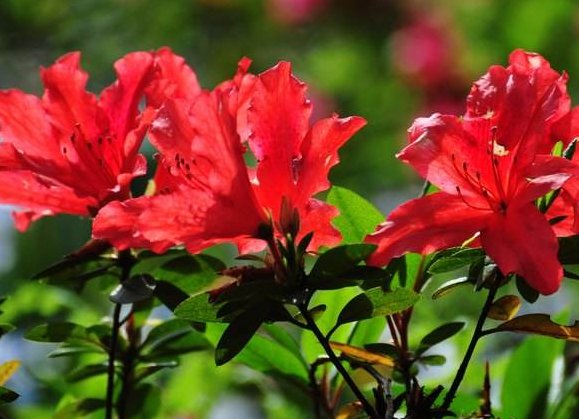 【花园】这些花朵好养易活,非常容易爆盆,花朵美丽爆出花园,绚丽多彩