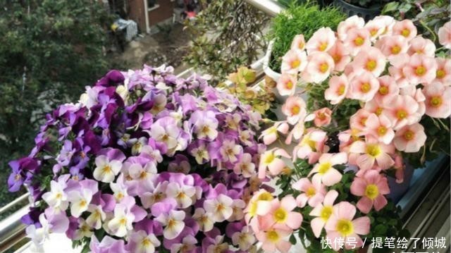  #不到#不到1平方的窗台，被她养成小花园，比院子还美！