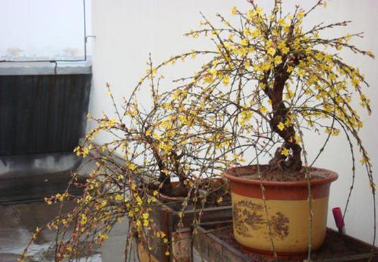 时间■这3种盆景养到就是赚到,时间久了价值高,随便一盆开花结果