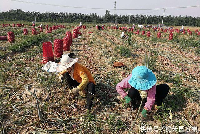  「处理决定」对于农村租地，近期出现了一些不得不防的“陷阱”