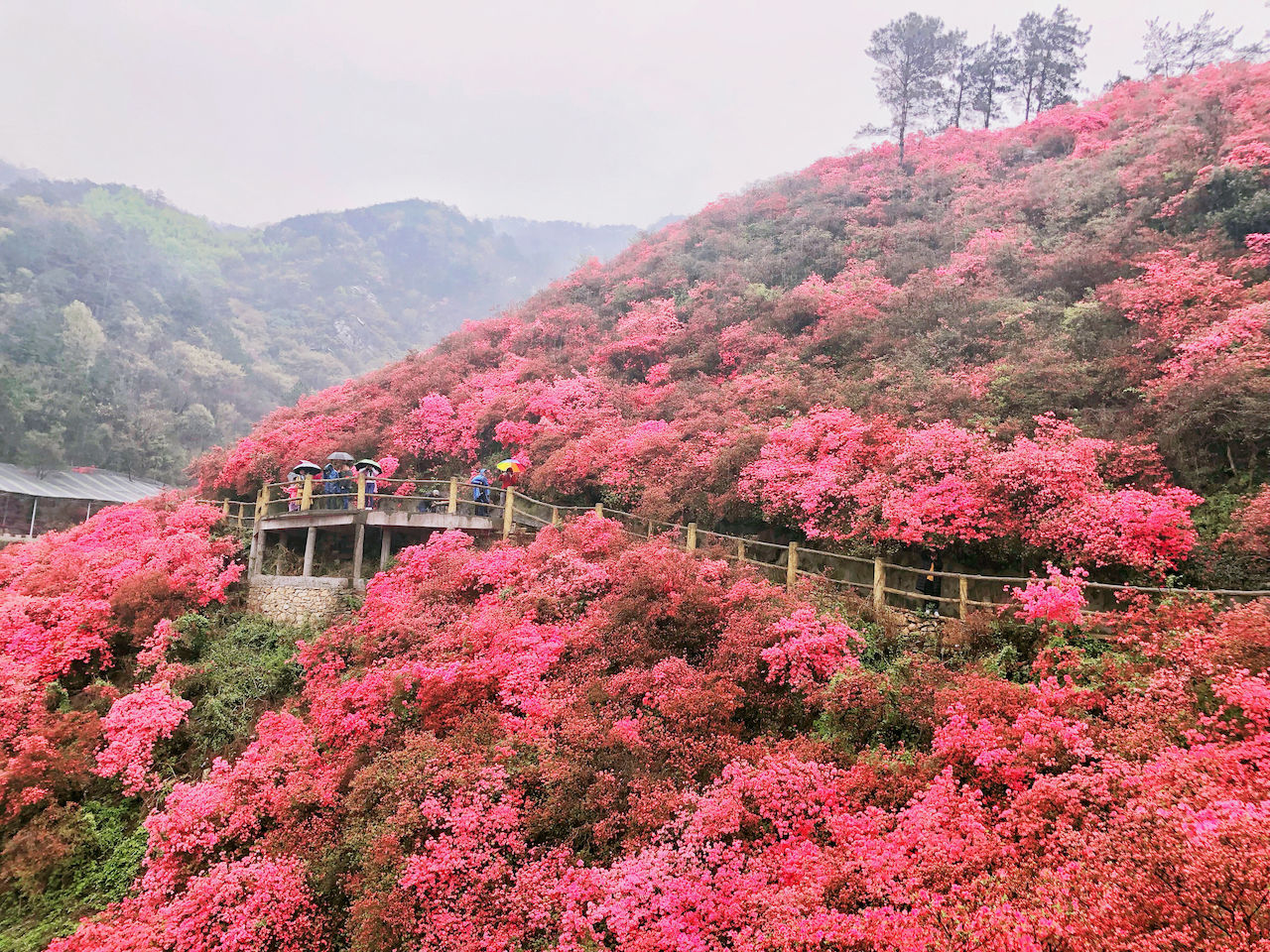 武汉周边游3??丨黄陂赏花和登山徒步，推荐这四个景区必须打卡