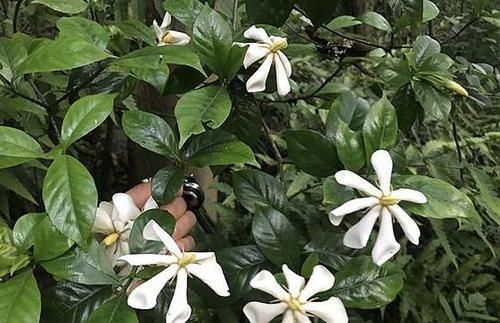  辣椒水：栀子花招虫了？喷点这个水，虫子死光光，花越长越旺