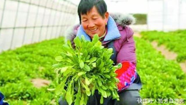 农村乡下的一种野草，50年前穷人“口粮”，如今市场价30元一斤