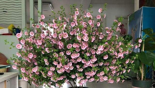 盆种|适合用大盆种的4种花,要是用小盆种,只见叶子不见花