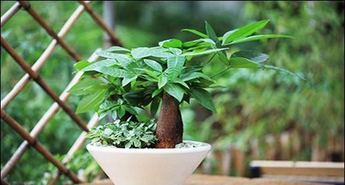  『发财树的种子』养了5年的发财树，才知道能开花能结果，还能长成小树苗！