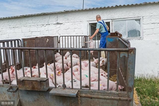 国家鼓励农村散养户养猪，是说散户现在可以复养了吗？看专家咋说