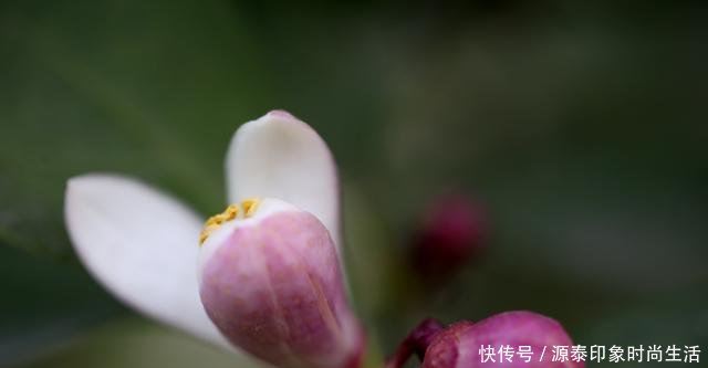  『更早』怪奇公社盛开一种比腊梅更早的花，是季节错了，还是花错了！