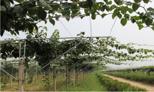 农村这种野果，亩产2000斤，一斤40元，年收入轻松几十万