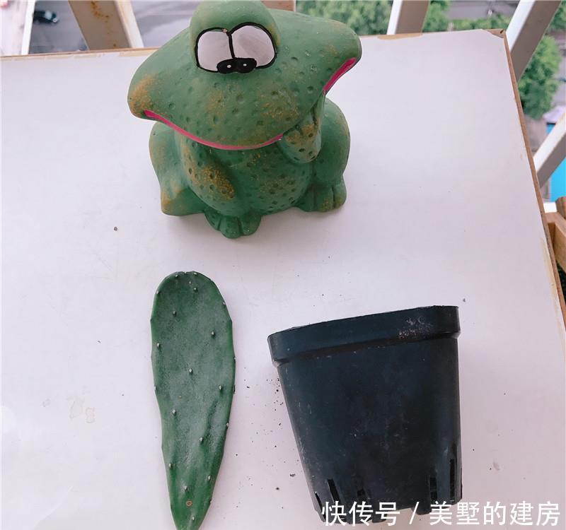  『试试』7月玩扦插，高温太热？别慌，试试“土货”，轻松成活！
