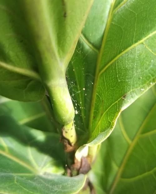  【清除】家里的盆栽植物也会感染红蜘蛛，要用什么方法来清除？
