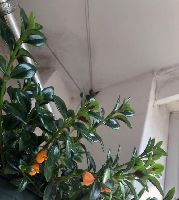  #植物#金鱼吊兰这样养,长成“老桩”,开满盆的“小金鱼”