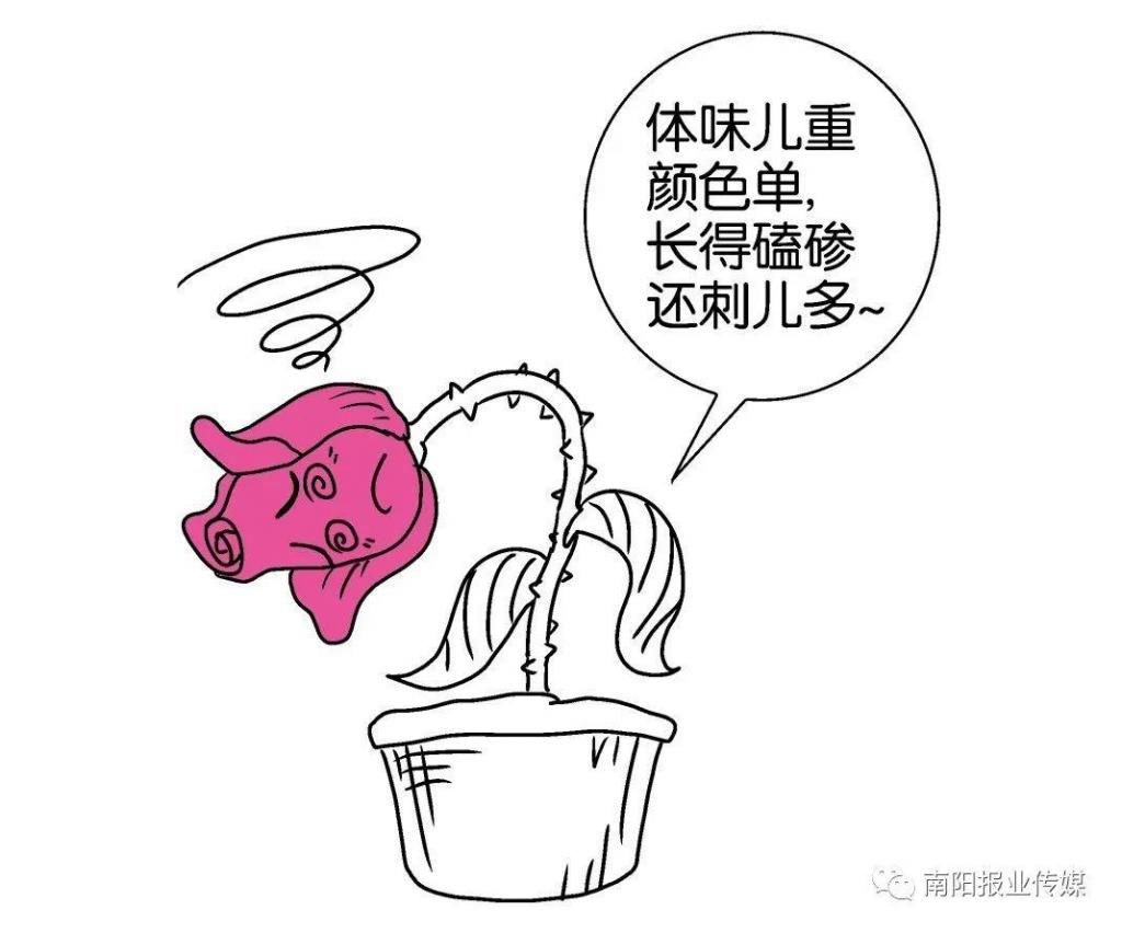  【玫瑰】哪有什么玫瑰？长哩美的都是月季！