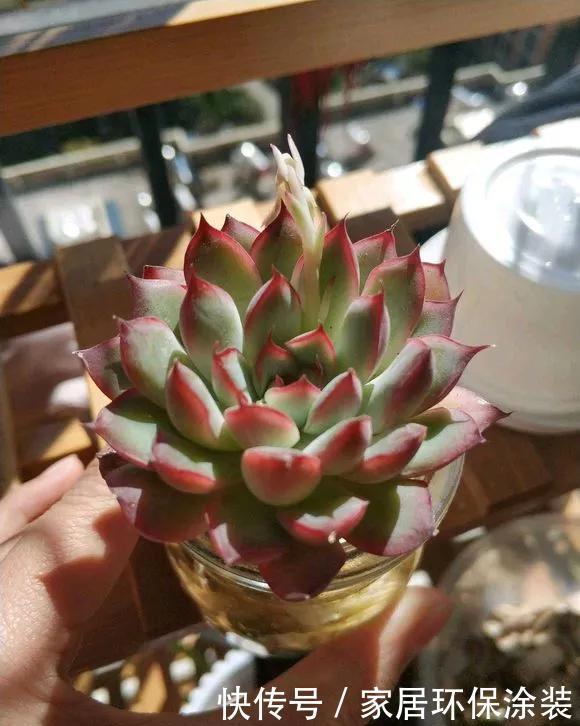 『水培花卉』水培掌握8个小窍门,绿萝爬满墙,吊兰猛抽枝!
