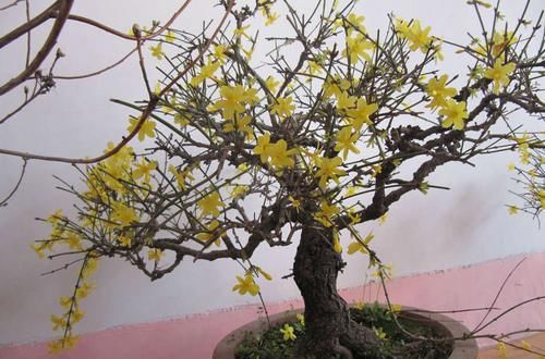 【迎春花】迎春花盆景剪光叶子会开花吗?舍得剪,换个位置,满树金黄全是花