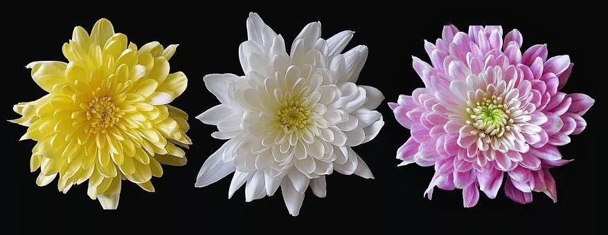  大名花之首：【欣赏】 中国十大名花，第一名意料之中
