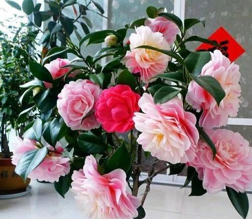  #空气湿度#北方养茶花，没有那么难，做好4点，朵朵娇滴滴“比手大”