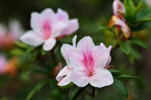  『预防』一晒太阳就掉叶掉花苞的杜鹃花，杜鹃花要预防闷根