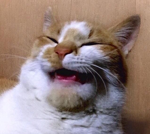  「有趣」超有趣的“变脸猫大赛”，猫看后自己都笑了……