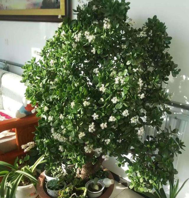  种类：家庭养什么绿植好？这5种，开花美，年年旺，价值高，越看越喜欢