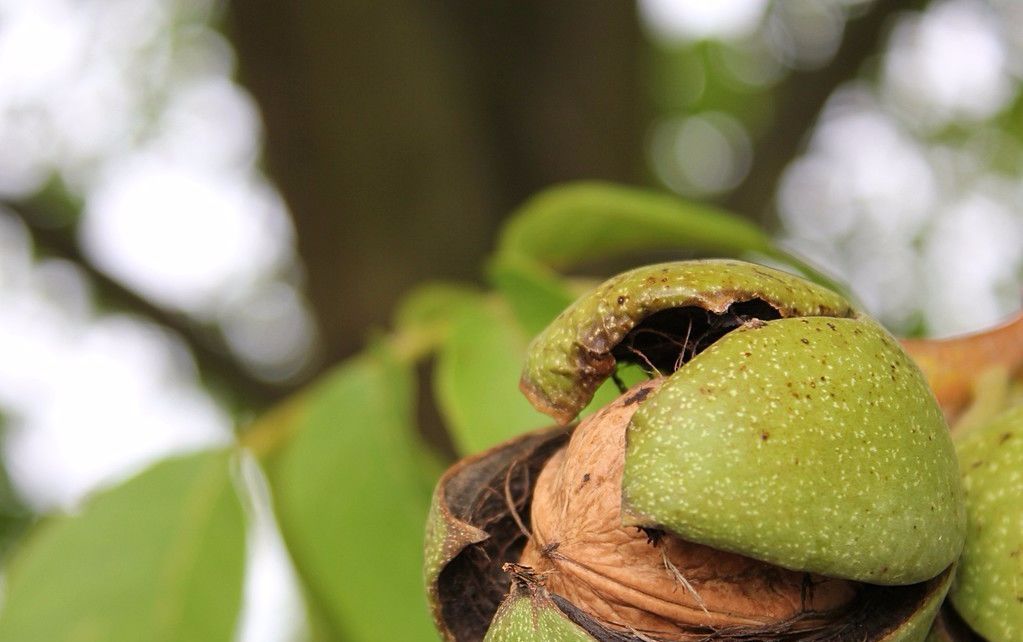  红香果：2020年农村哪些果树能赚钱？ 四种有前途的果树，农民朋