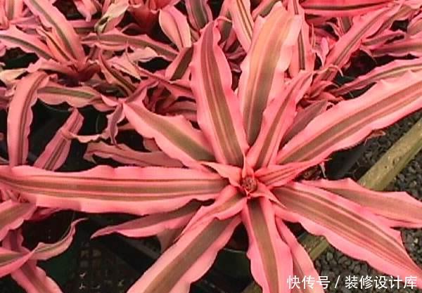  『叶片』“4种花”，叶子比花好看，养护简单，为室内盆栽佳品！