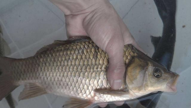  大鲫鱼@天冷了，“对付”板鲫要多用这调钓方式，空竿次数少，钓