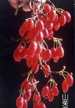  【叶子花】光叶子花，别名三角梅，花紫色或洋红色
