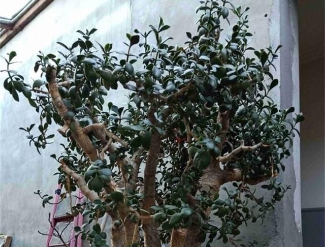 「适合」三种“耐旱花”,少浇水反而长得旺,新手都适合养,真正的懒人花
