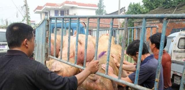  养殖户：农村猪贩子收猪时，为什么要揉猪肚子、揪猪尾巴？