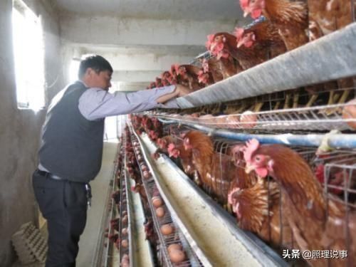 曾经嘲笑大陆吃不起茶叶蛋的台湾教授，如今能买第11个鸡蛋吗？