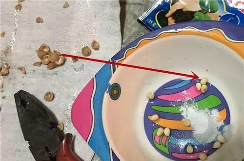  「增加光照」这水果太贵了，吃完留下核，还能种盆栽！