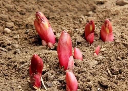  [作物]它曾是农民“致富”的作物，如今价格跌落神坛，一斤10元