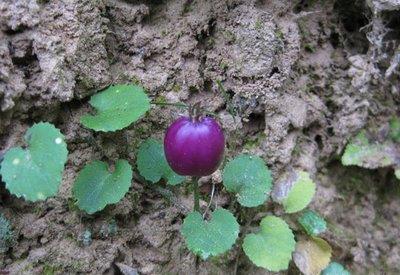  「其当」农村这种野果似小茄子，农民常将其当杂草除掉，殊不知可入药