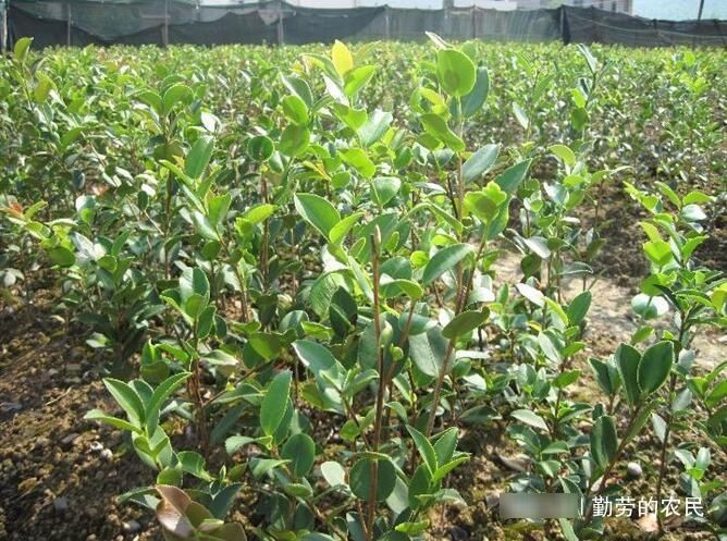  市场上：70年代人们大量种植，如今70元一斤很难买到，农民却不愿种，为何