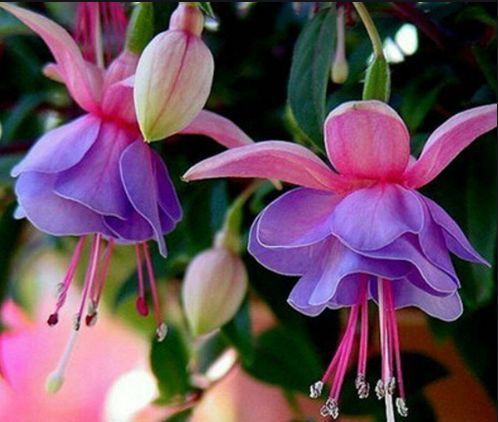 【养分】人人都喜欢的4种花,花朵漂亮又好养,一养就爆盆,开满阳台!