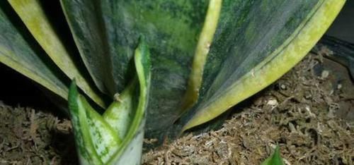  「阳光」这3种盆栽花卉，给点阳光就灿烂，花开繁盛，养花新手的好选择！