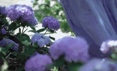  乡村旅游■李子柒的后院火了，2000万游客：这才是我想去的乡村