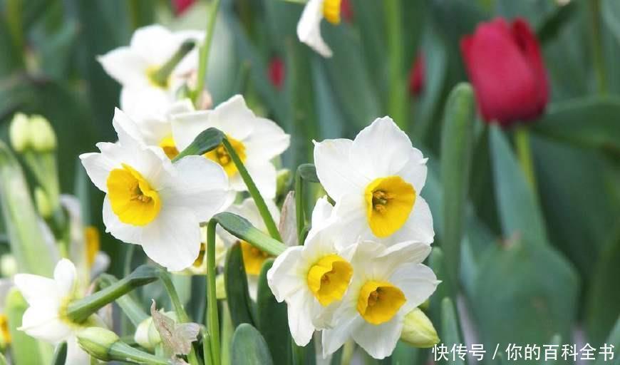 『浪漫』十二个月,十二种花,中国传统花朝节是如此的浪漫美好!