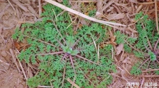  除掉■农村麦田的野草，农民看到就除掉，却不知它们浑身都是宝