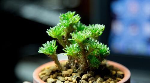  『知识』养球松的很多，想它更美观，需了解修剪知识，什么时候进行呢？