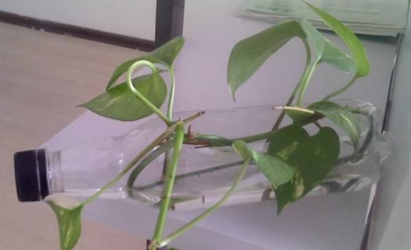  【花草】塑料瓶多要扔掉？1招变身“养花神器”，防寒又保暖，夏季能保湿