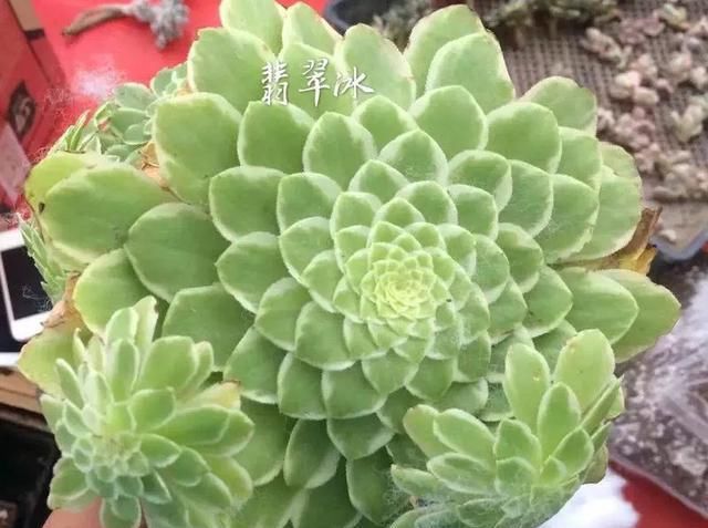  「和成莲座叶」你还傻傻的分不清法师品种吗？百合莉莉属于法师？