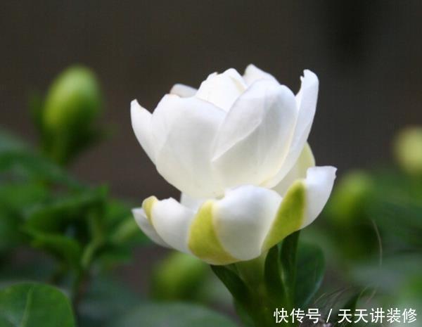  栀子花：这4种花不好养，买了也是浪费钱，不要被商家忽悠了！